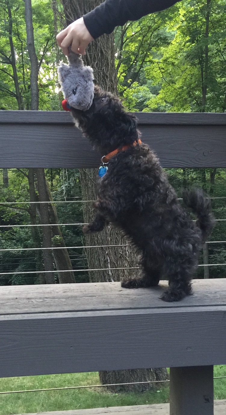 Barkbox August 2016 - IMG_1542
