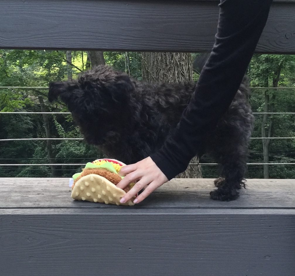 Barkbox August 2016 - IMG_1551