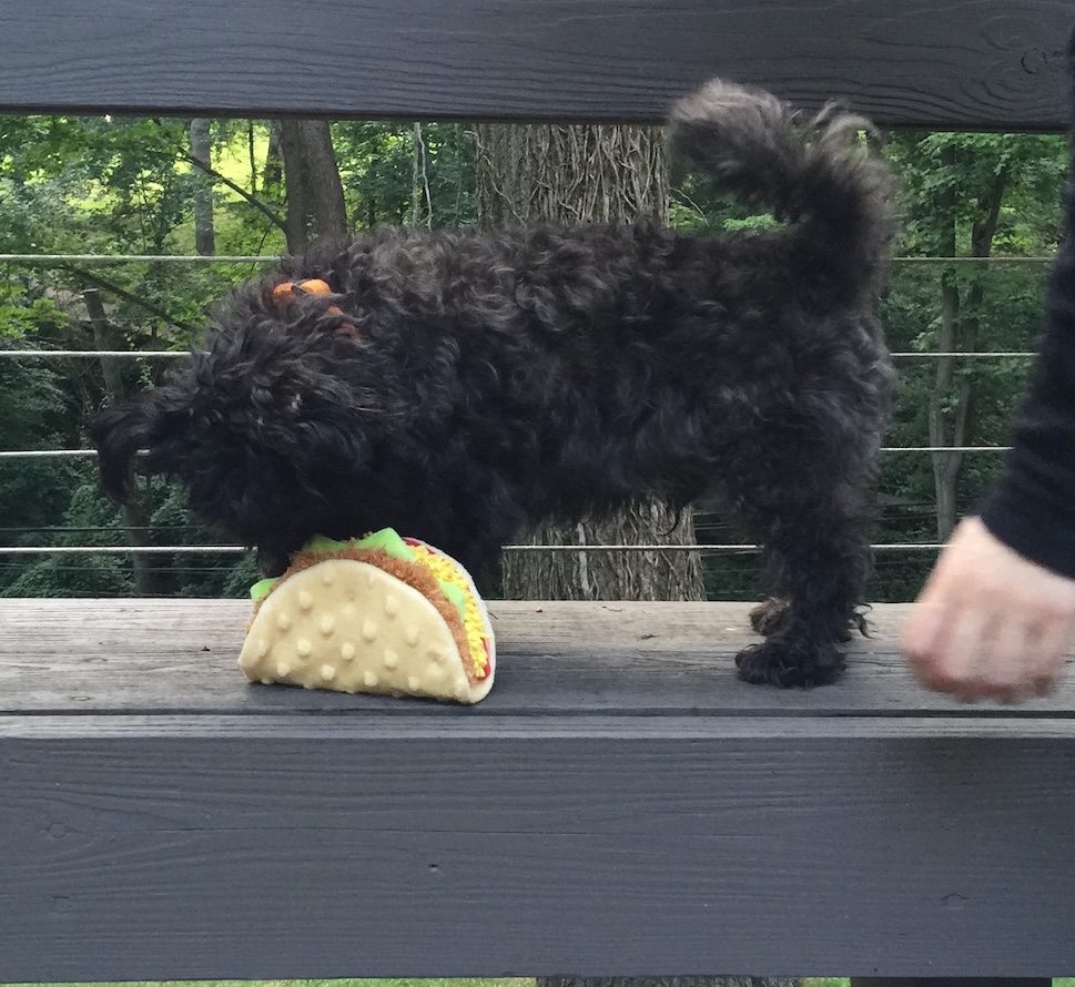 Barkbox August 2016 - IMG_1552