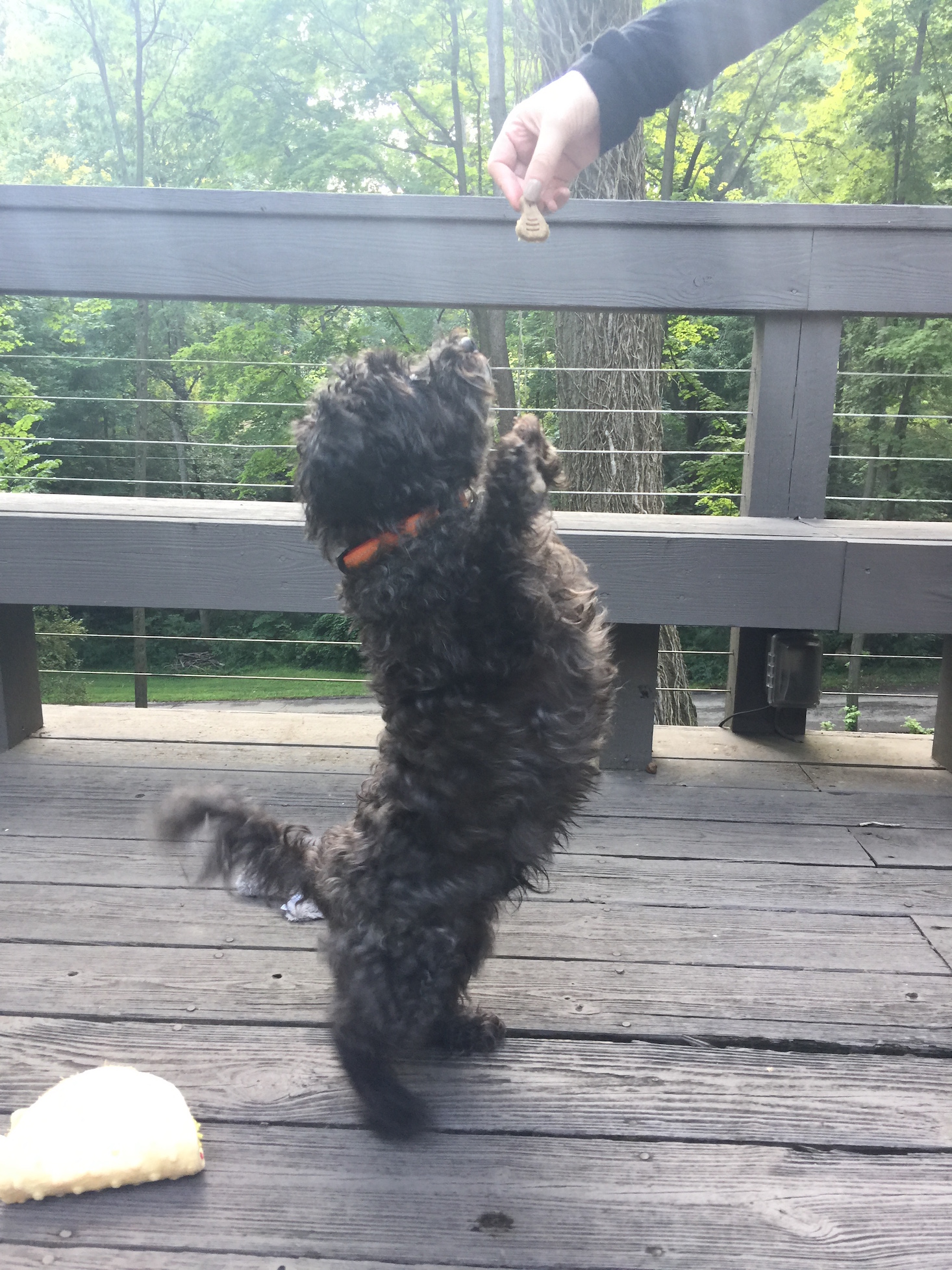 Barkbox August 2016 - IMG_1558