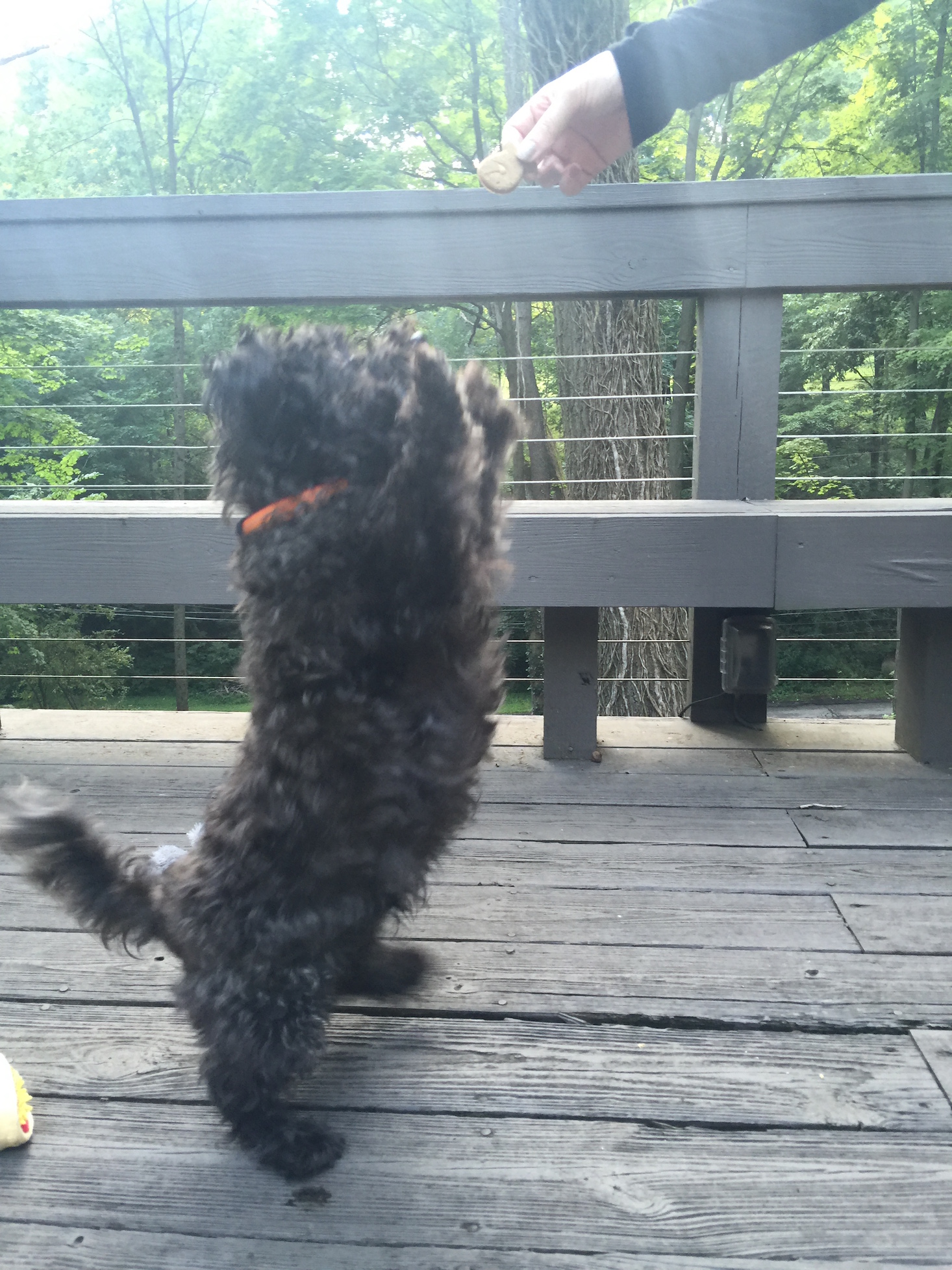 Barkbox August 2016 - IMG_1577