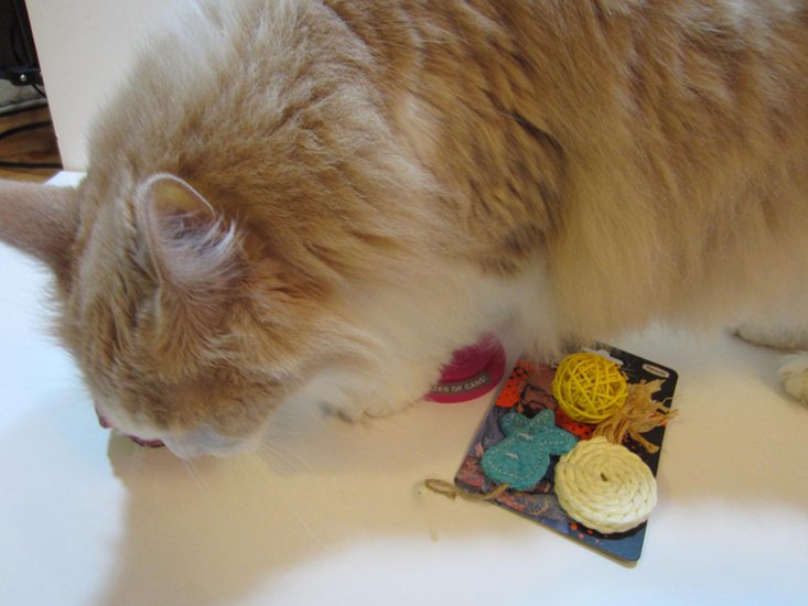purrpacks-august-2016-monkey4