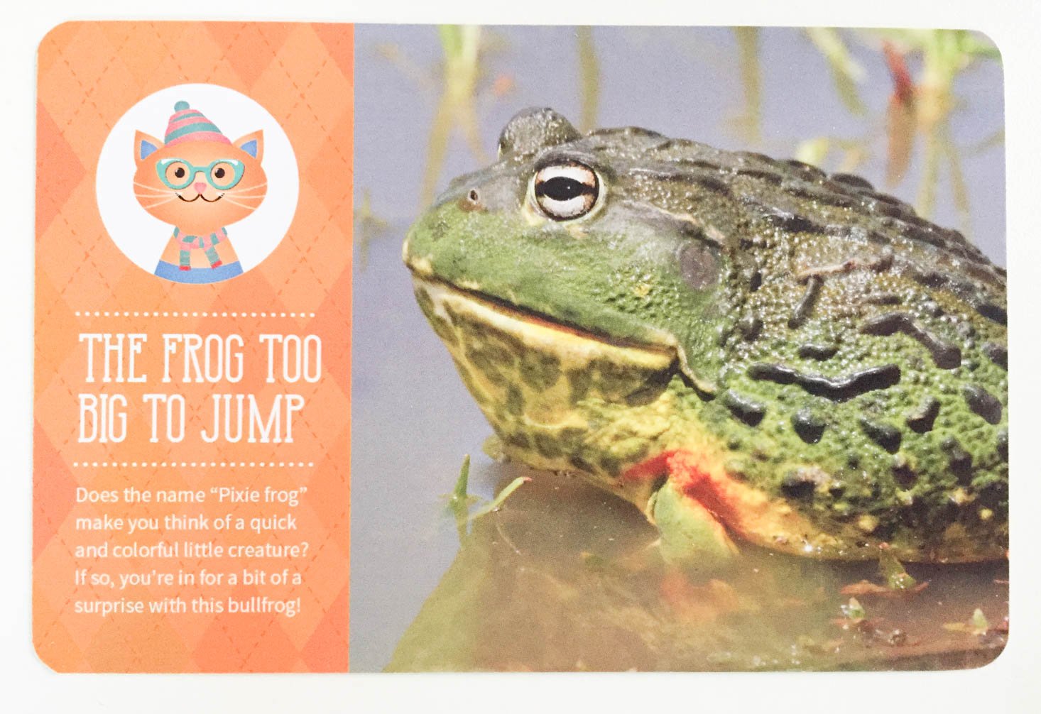 kiwibop-september-2016-frog