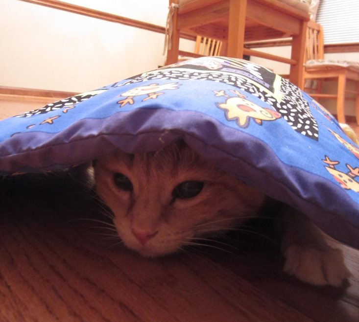 purrpacks-july-2016-sparkles