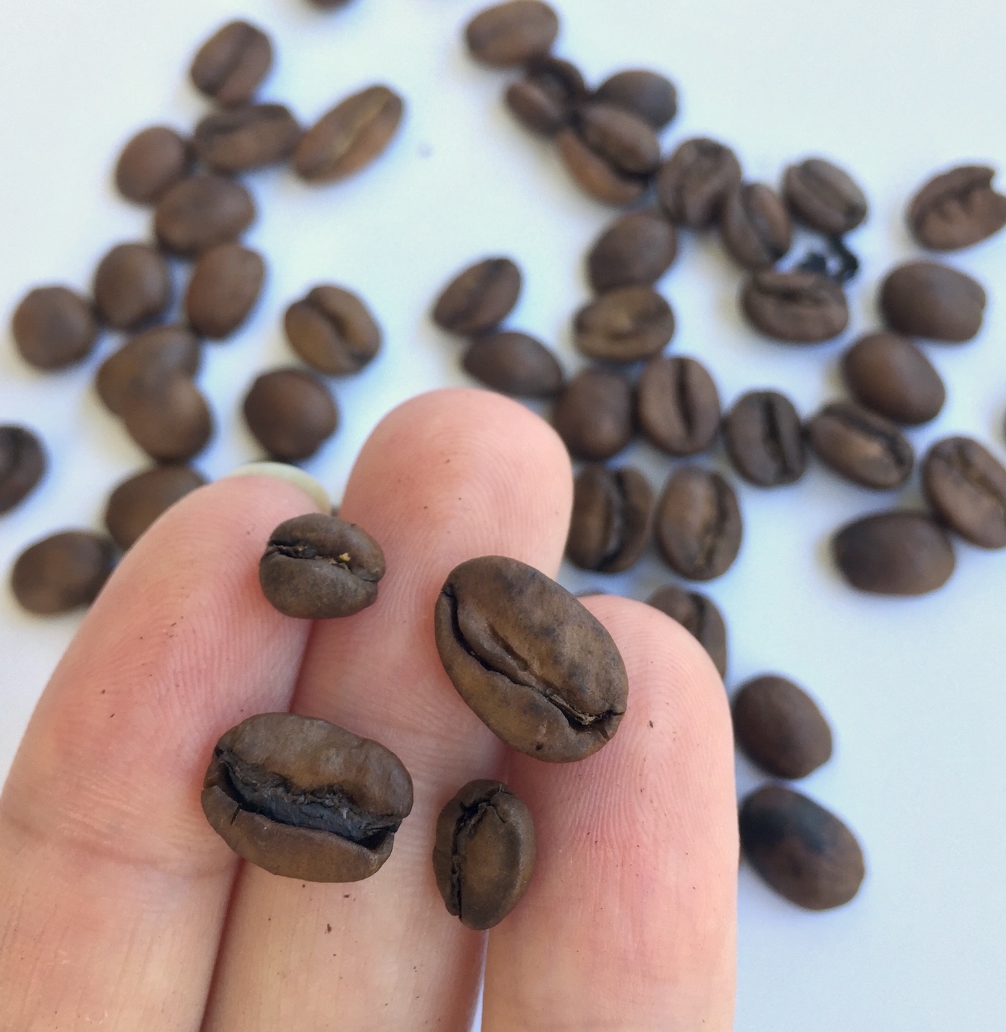 boxo-september-2016-coffee-rev-beans-sizes