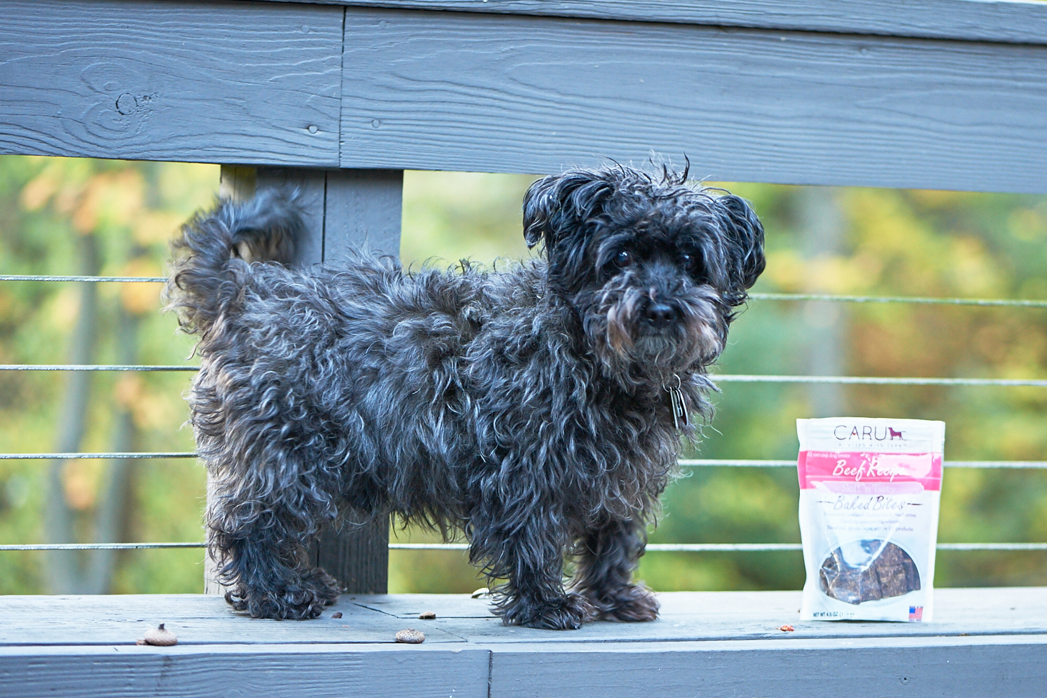 barkbox-october-2016-0017
