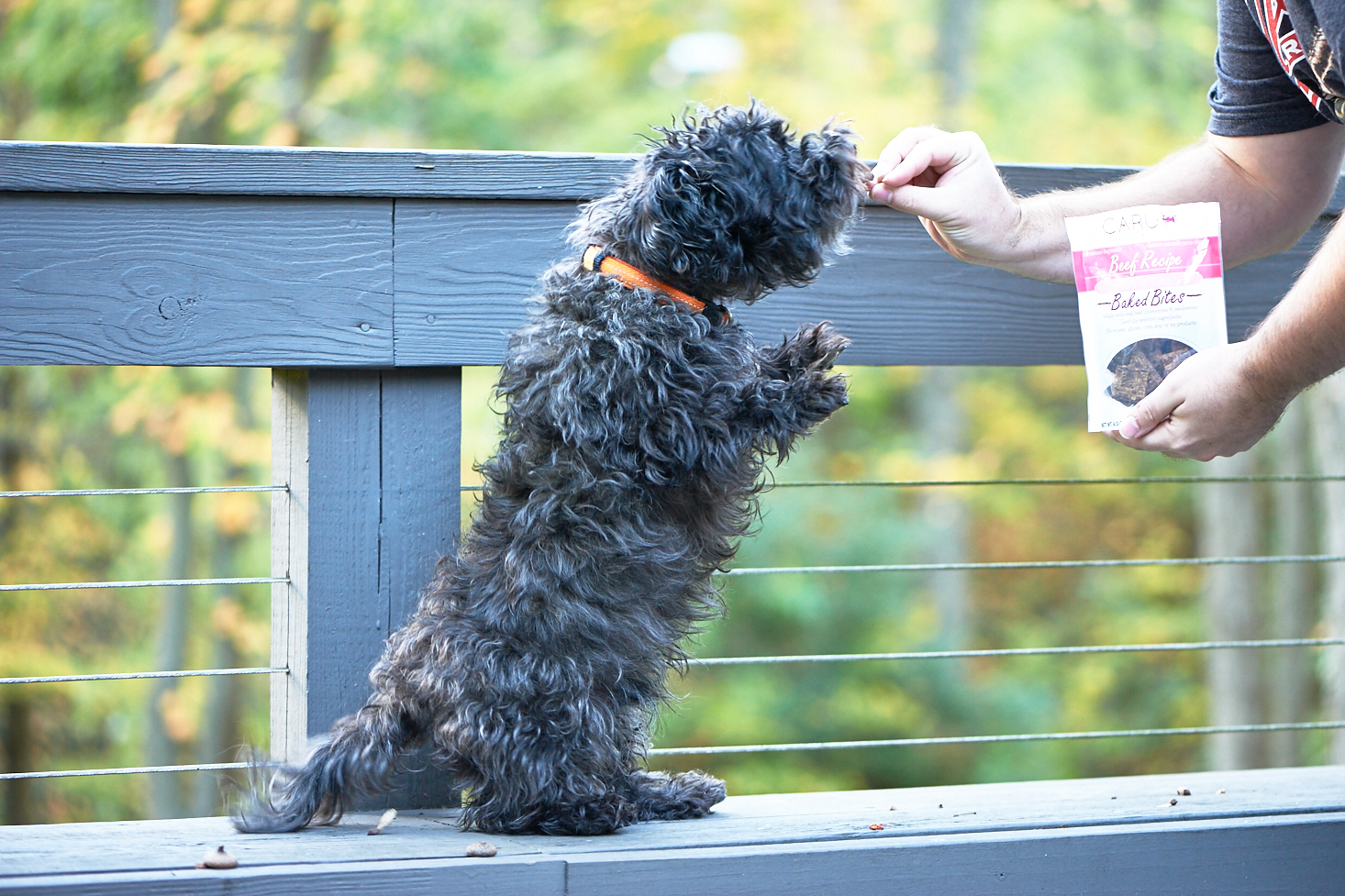 barkbox-october-2016-0018
