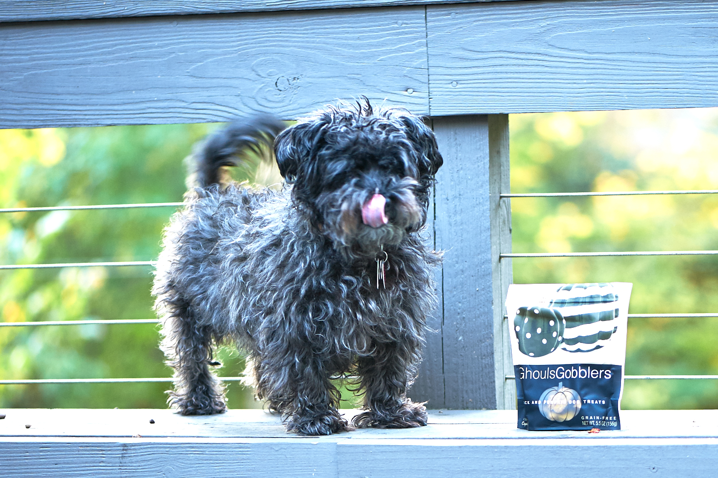 barkbox-october-2016-0019
