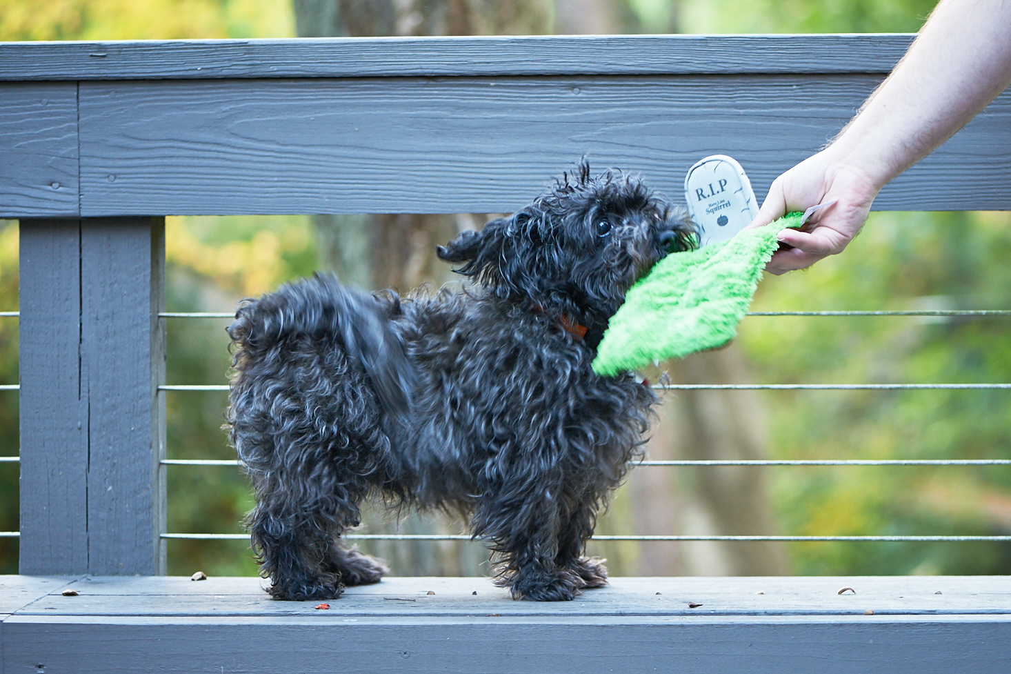 barkbox-october-2016-0021