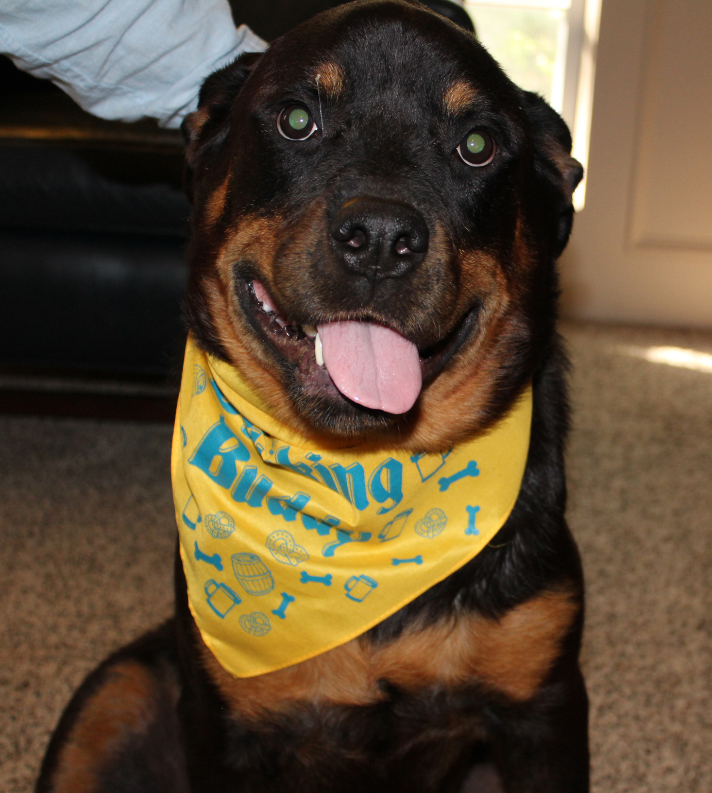 pet-treater-october-2016-nyx-bandana