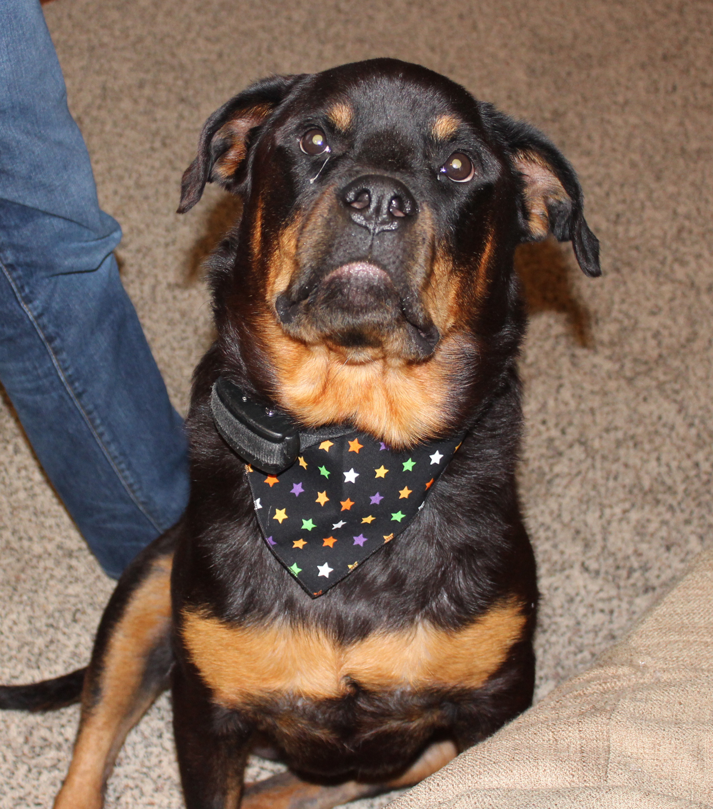 wigglebutt-box-october-2016-nyx-bandana