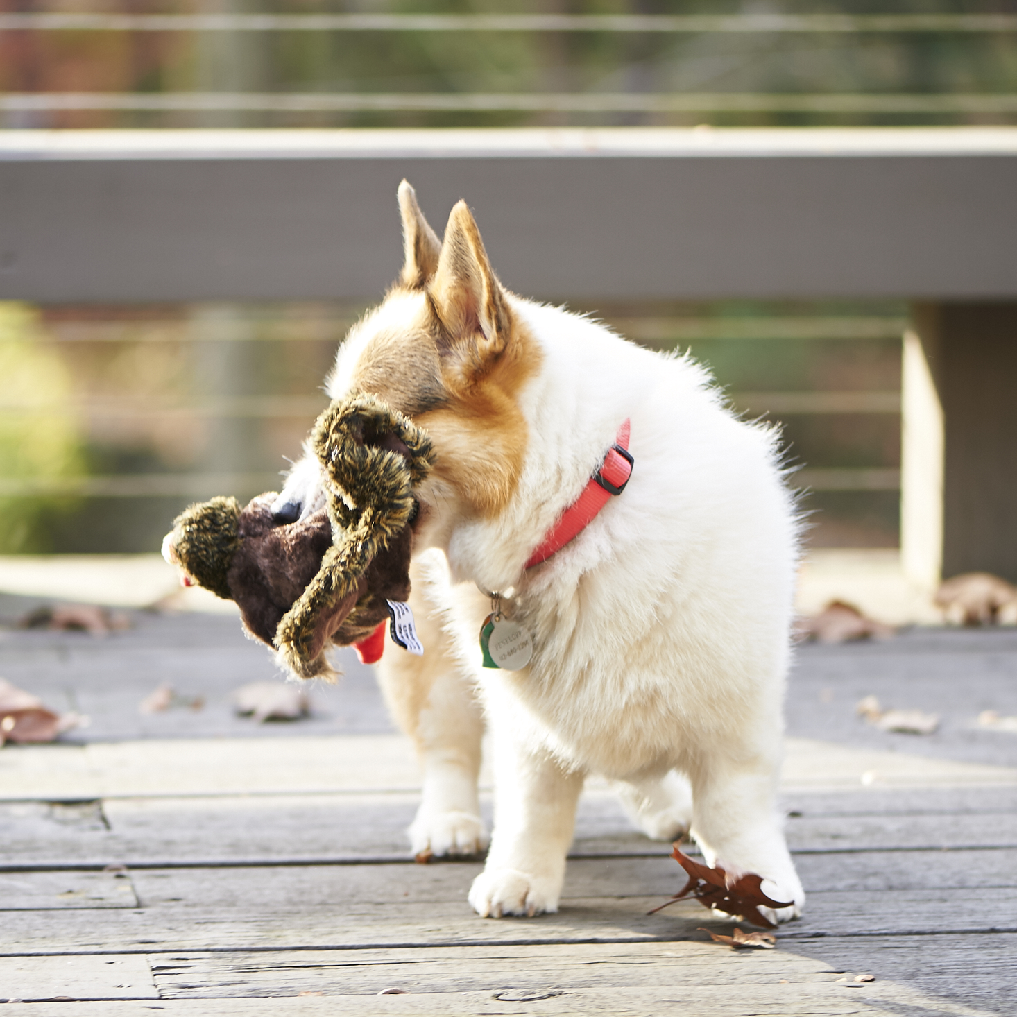 barkbox-november-2016-0034
