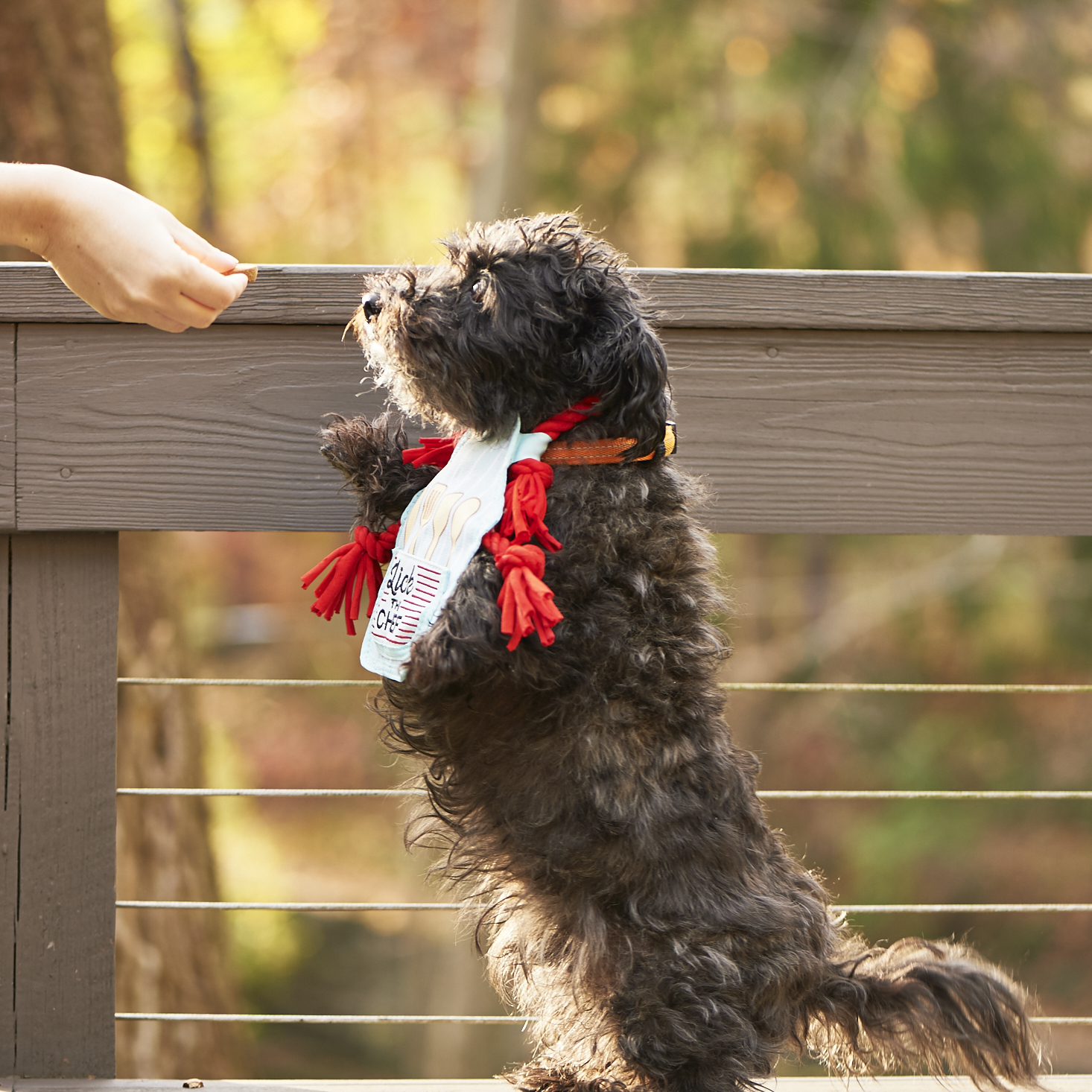 barkbox-november-2016-0043