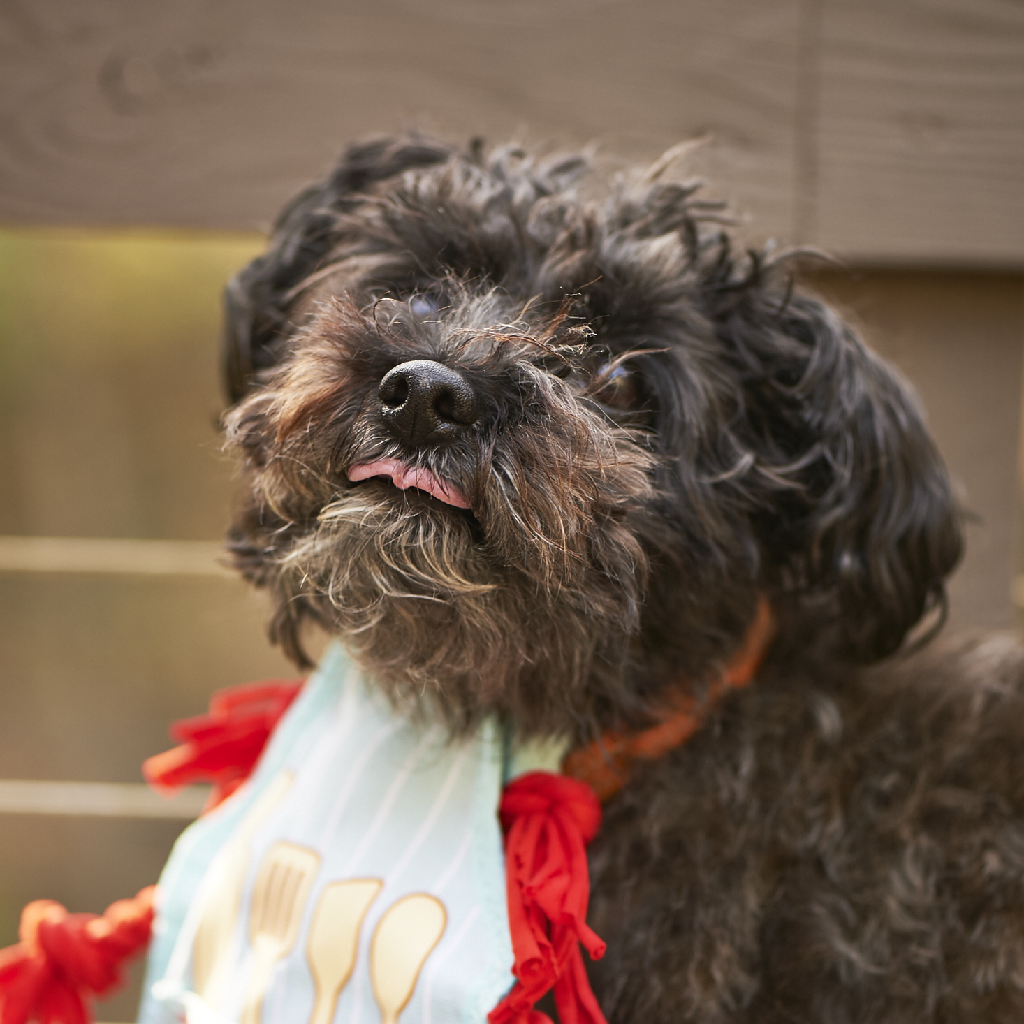 barkbox-november-2016-0050