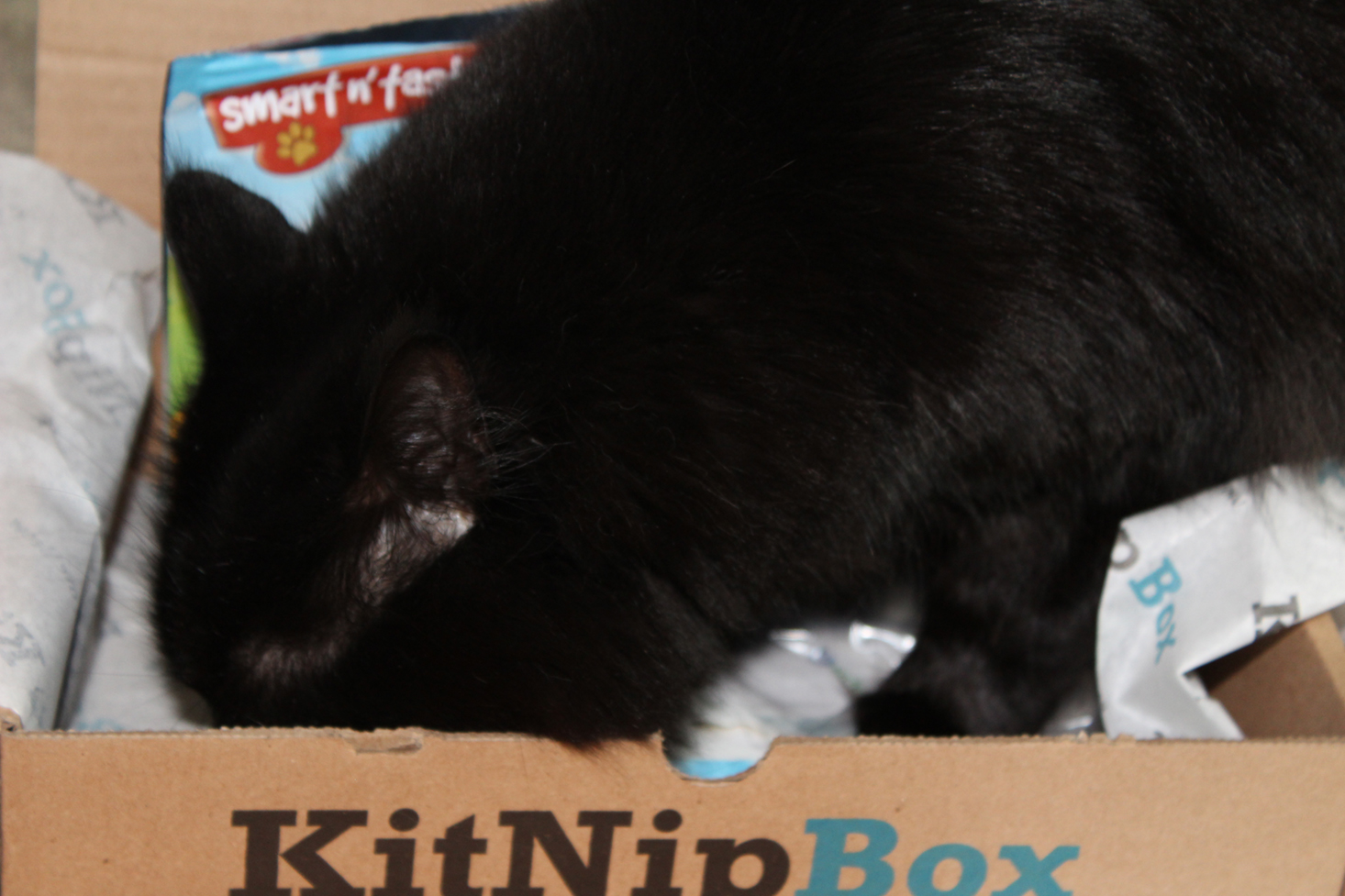 kitnipbox-november-2016-madison3