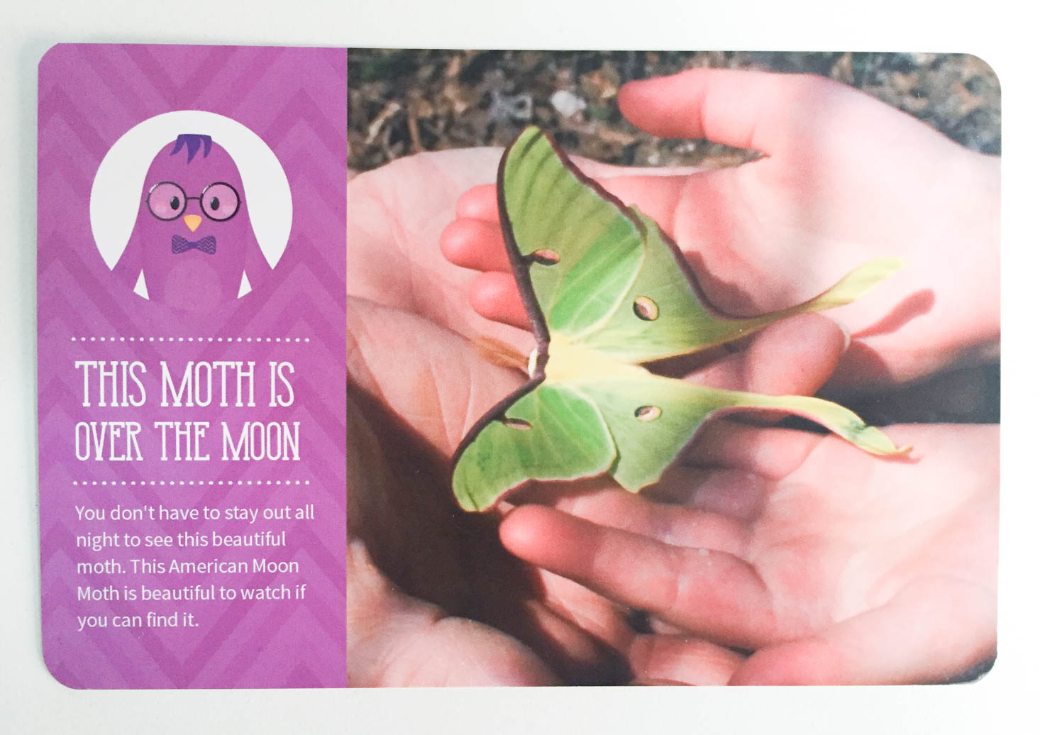 kiwibop-postcard-pals-october-2016-moth-final