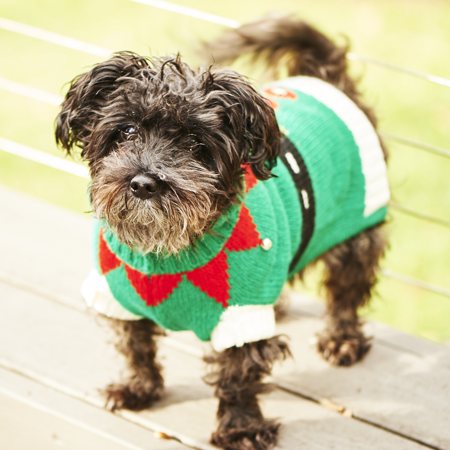 barkbox-december-2016-0034