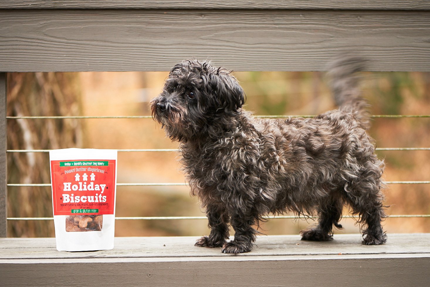 dapper-dog-december-2016-0024