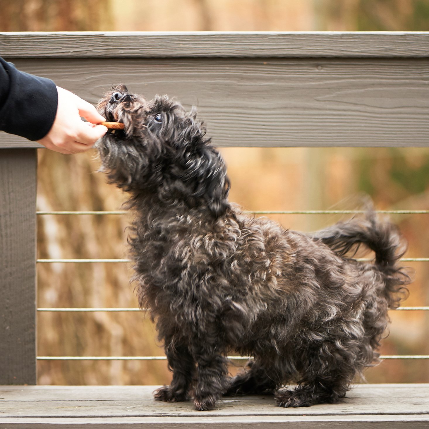 dapper-dog-december-2016-0026