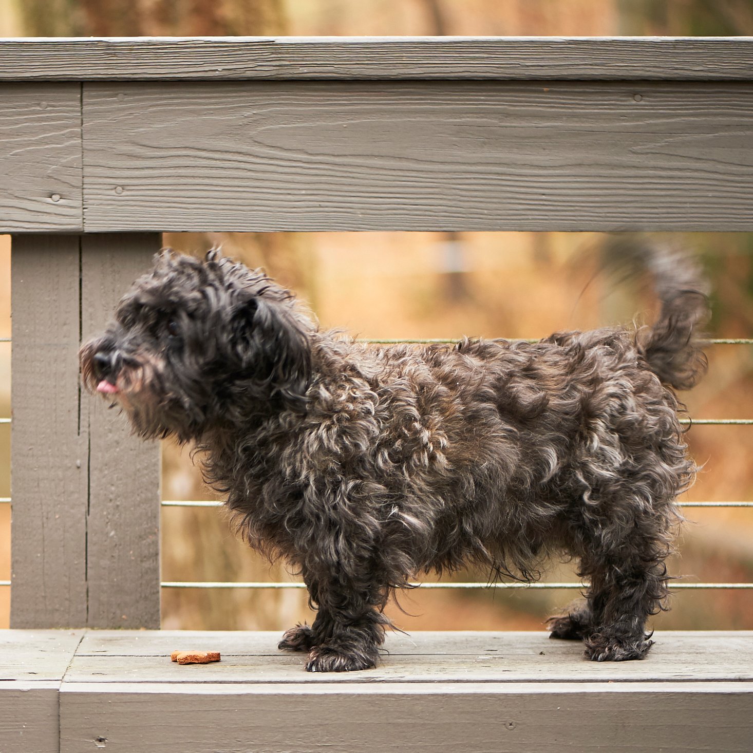 dapper-dog-december-2016-0027