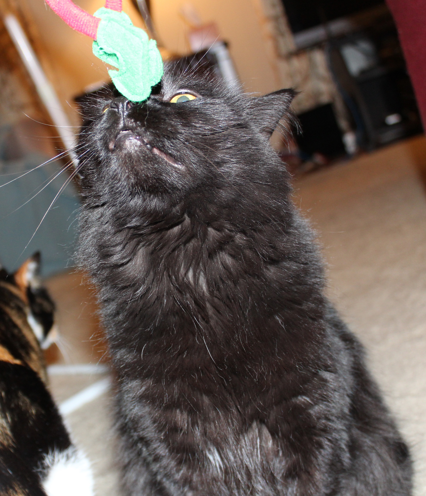 cat-lady-box-december-2016-madison3