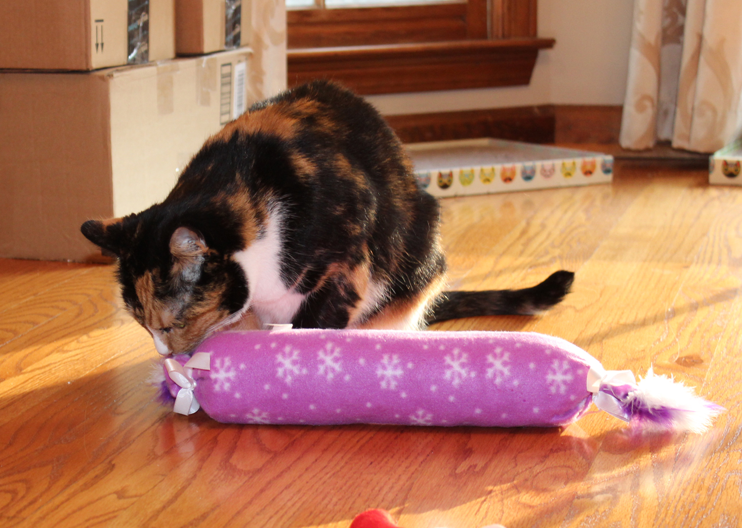 pet-gift-box-cat-december-2016-sneaky3