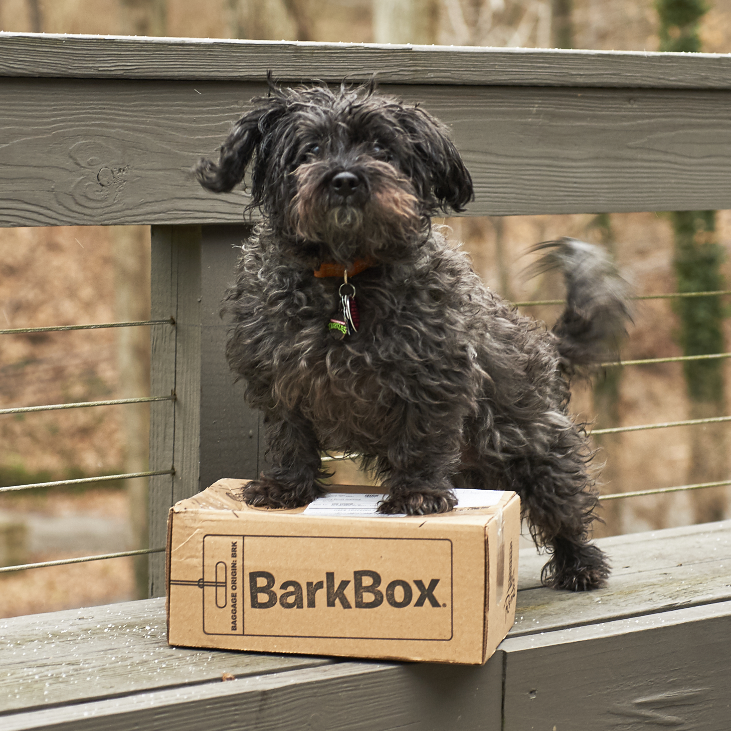 Barkbox-January-2017-0022