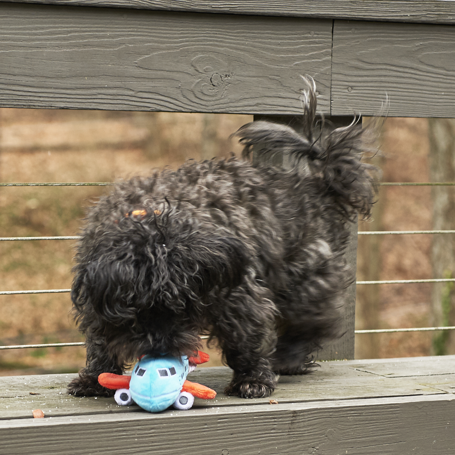 Barkbox-January-2017-0028