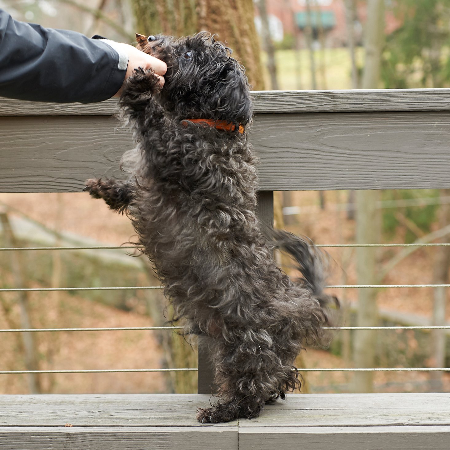 Dapper-Dog-Box-January-2017-0024