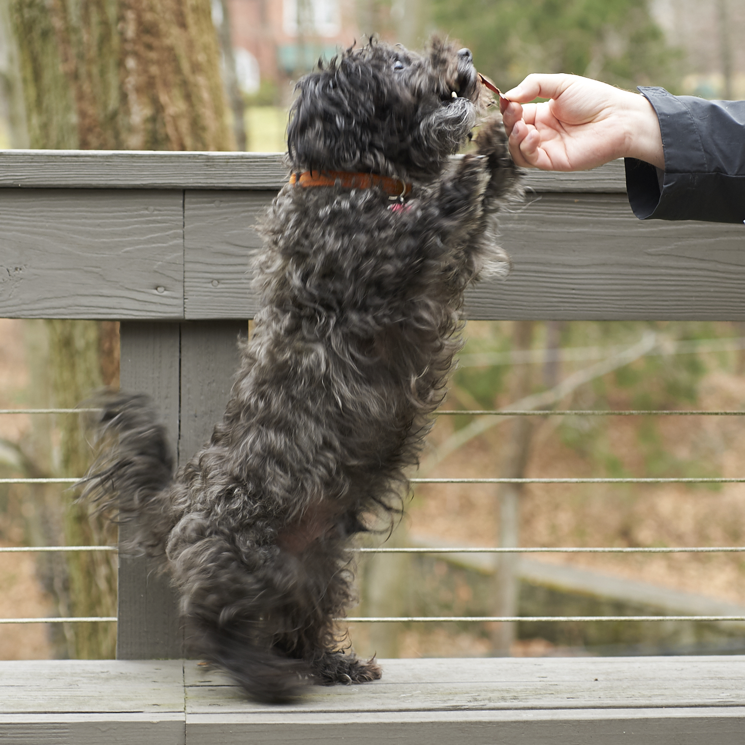 Dapper-Dog-Box-January-2017-0027