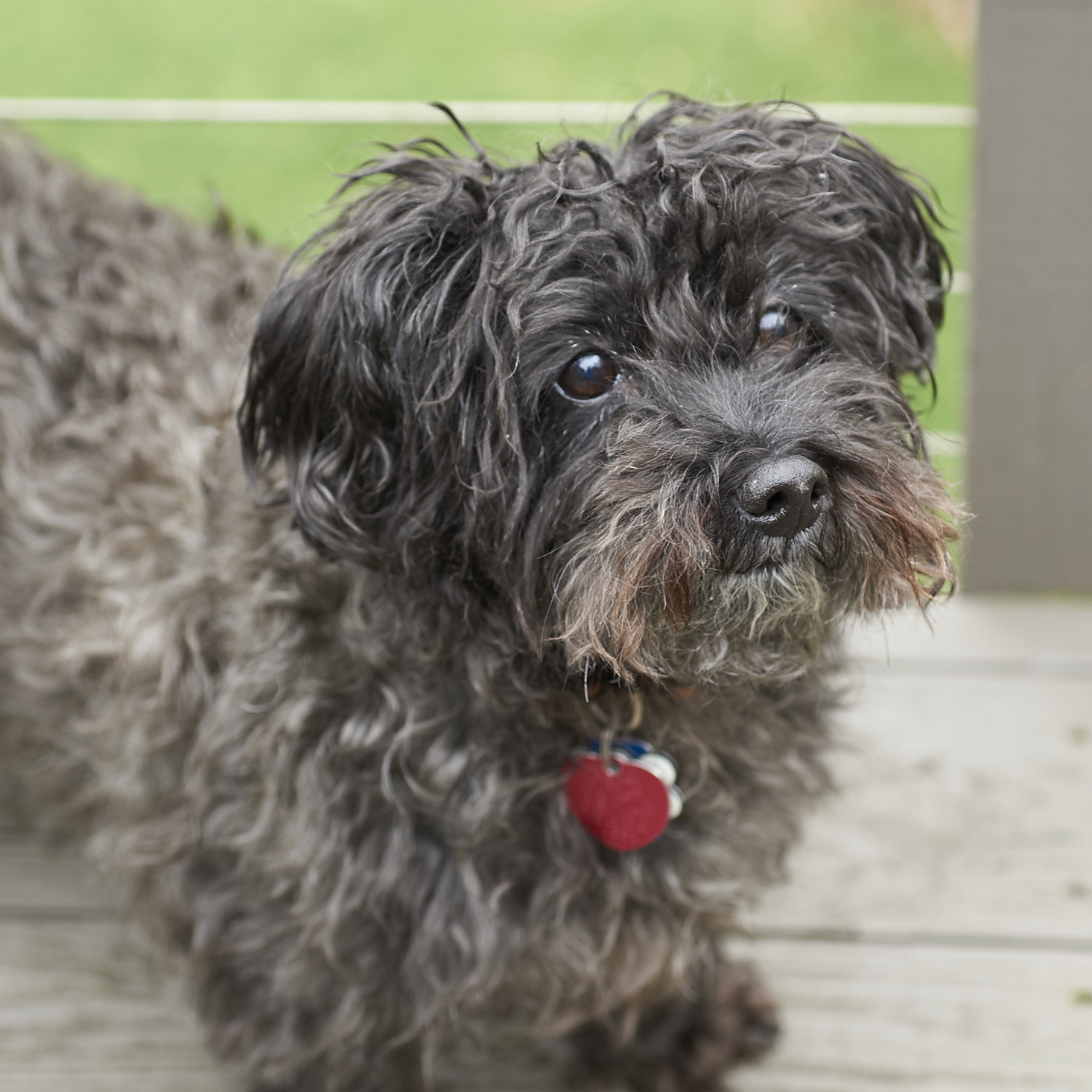 Dapper-Dog-Box-January-2017-0029