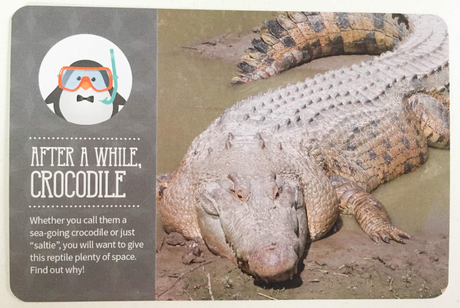 kiwibop-postcard-pals-january-2017-croc