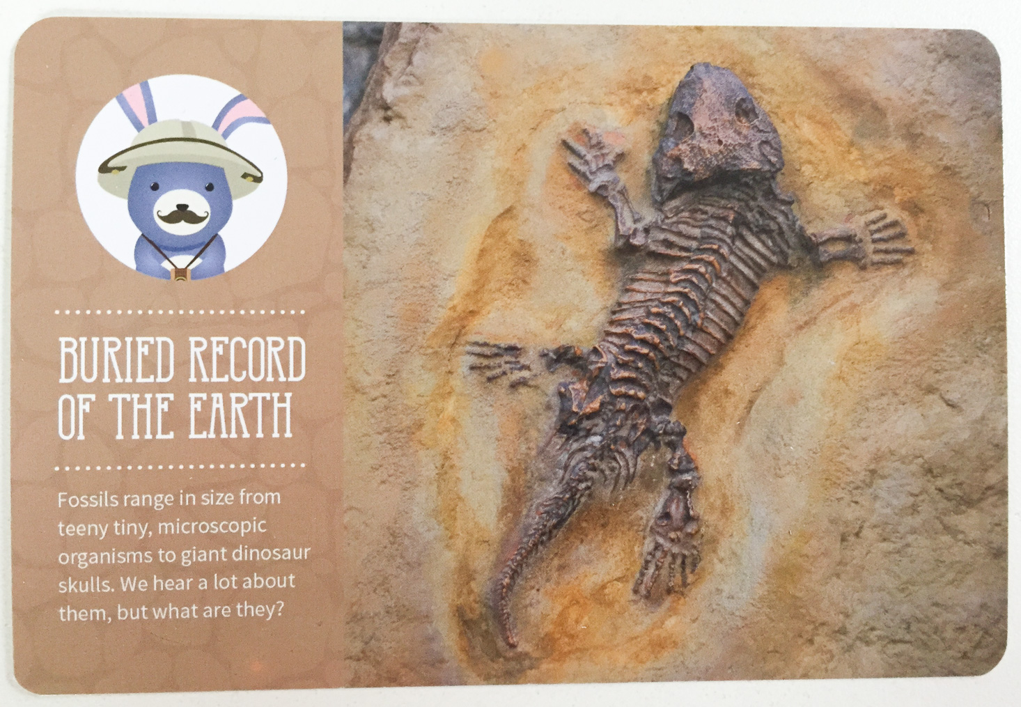 kiwibop-postcard-pals-january-2017-fossil