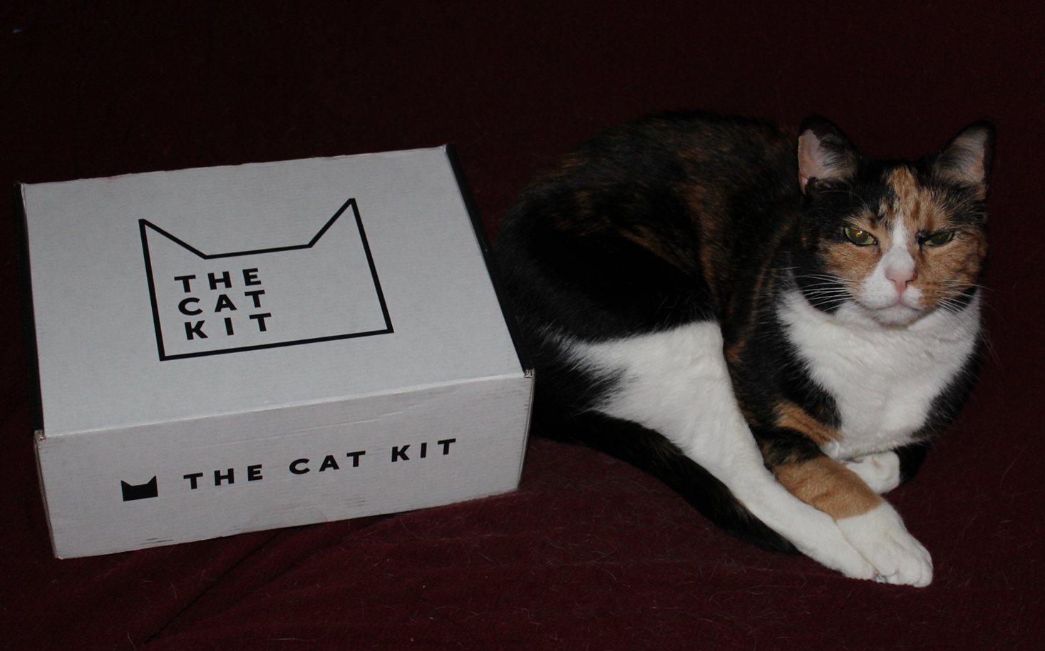 the-cat-kit-january-2017-sneaky-box