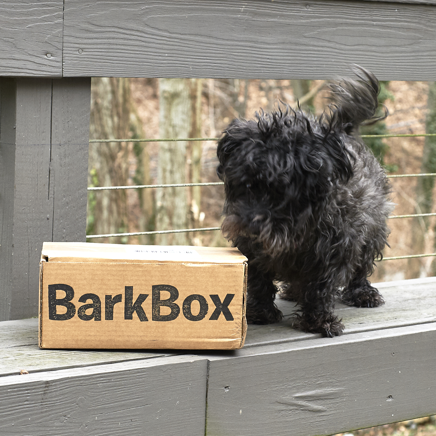 Barkbox-February-2017-0001