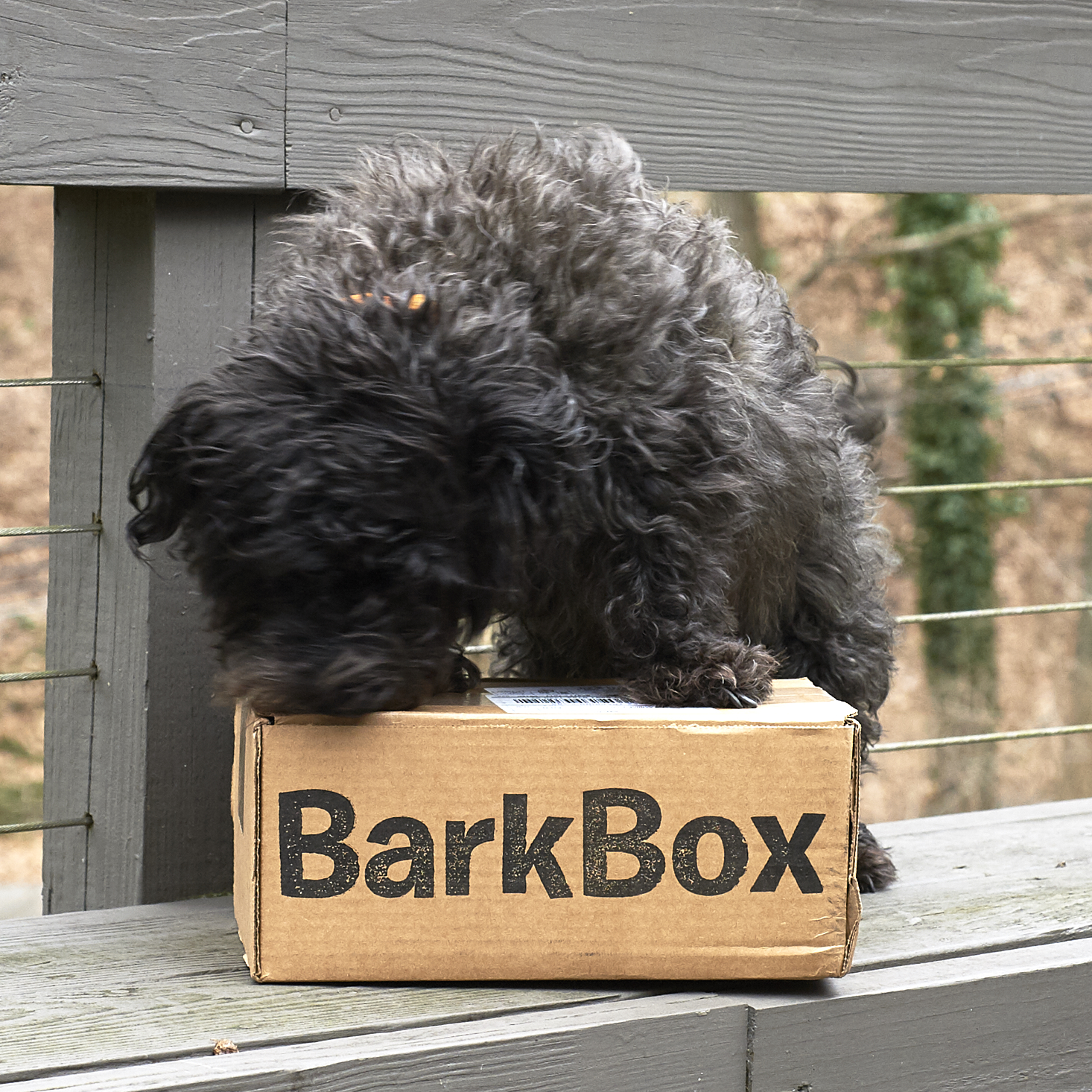 Barkbox-February-2017-0002
