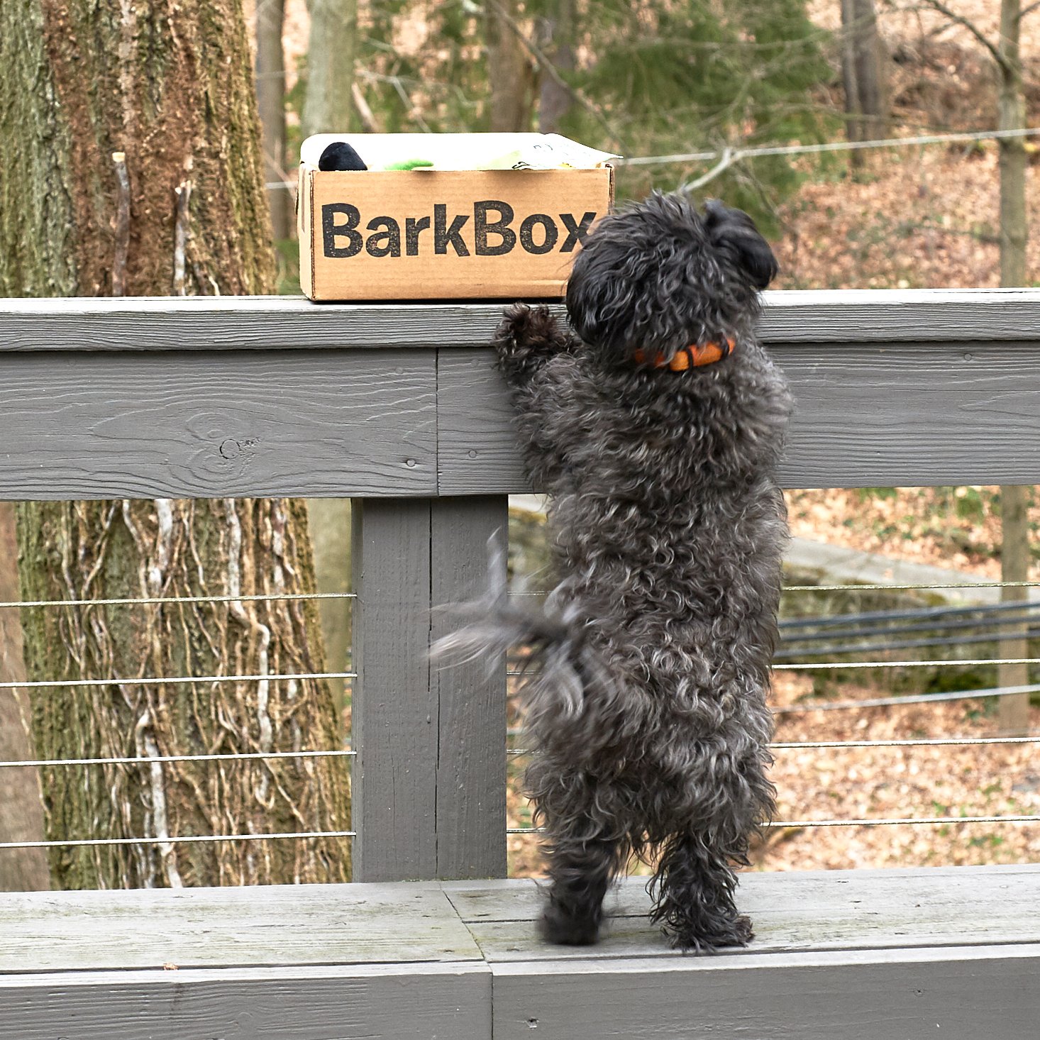 Barkbox-February-2017-0003