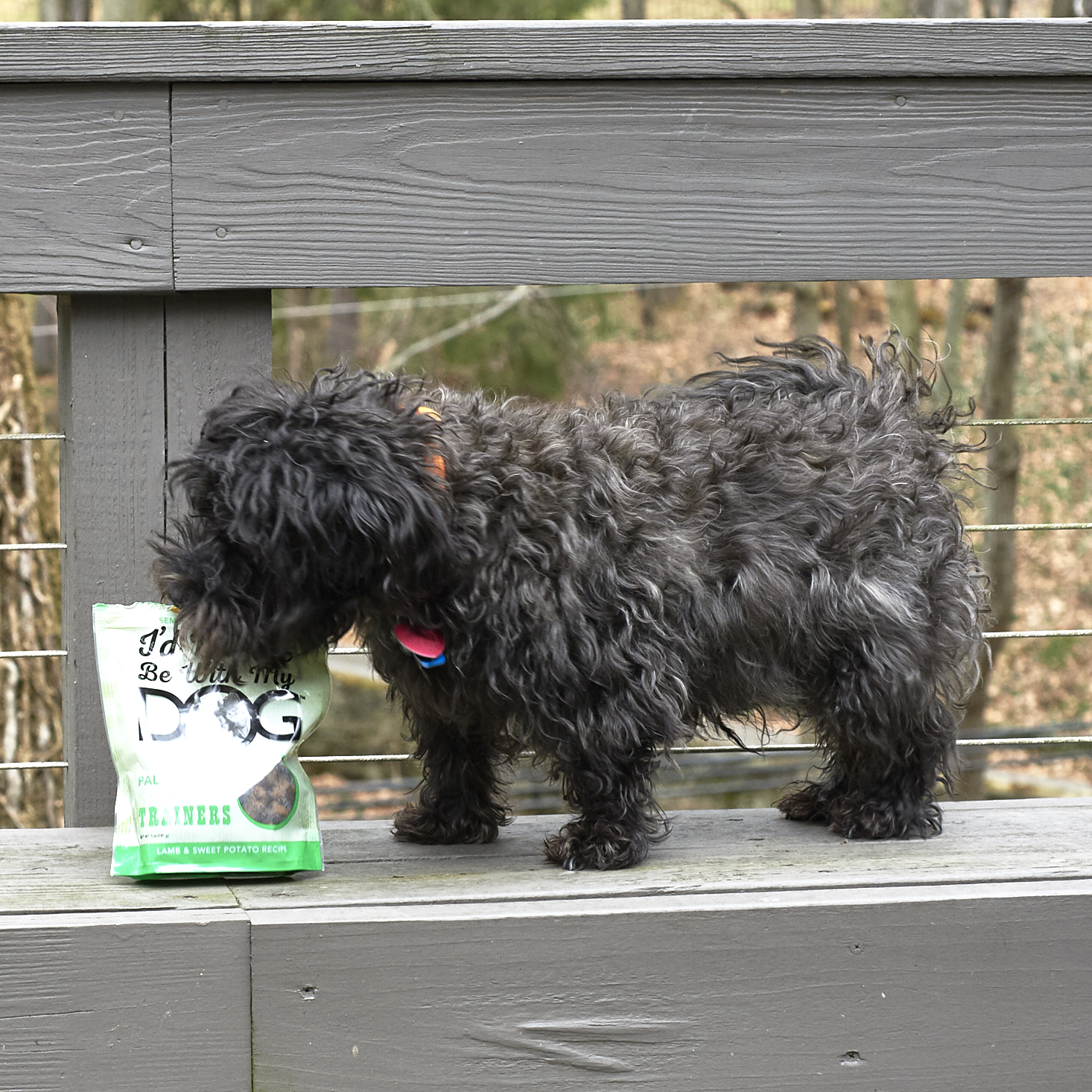 Barkbox-February-2017-0015