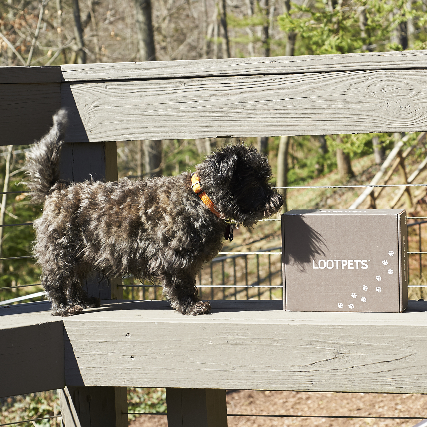 Loot Pets by Loot Crate Subscription Box Review + Coupon – March 2017