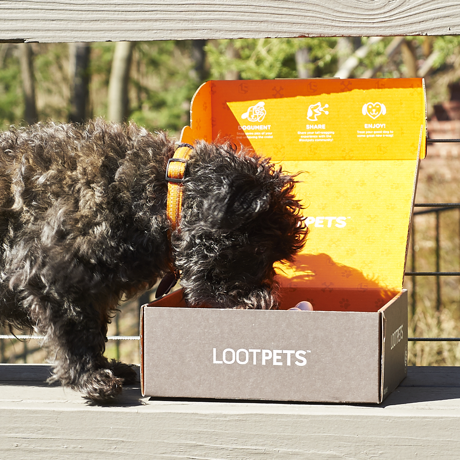 Lootpets-March-2017-0022
