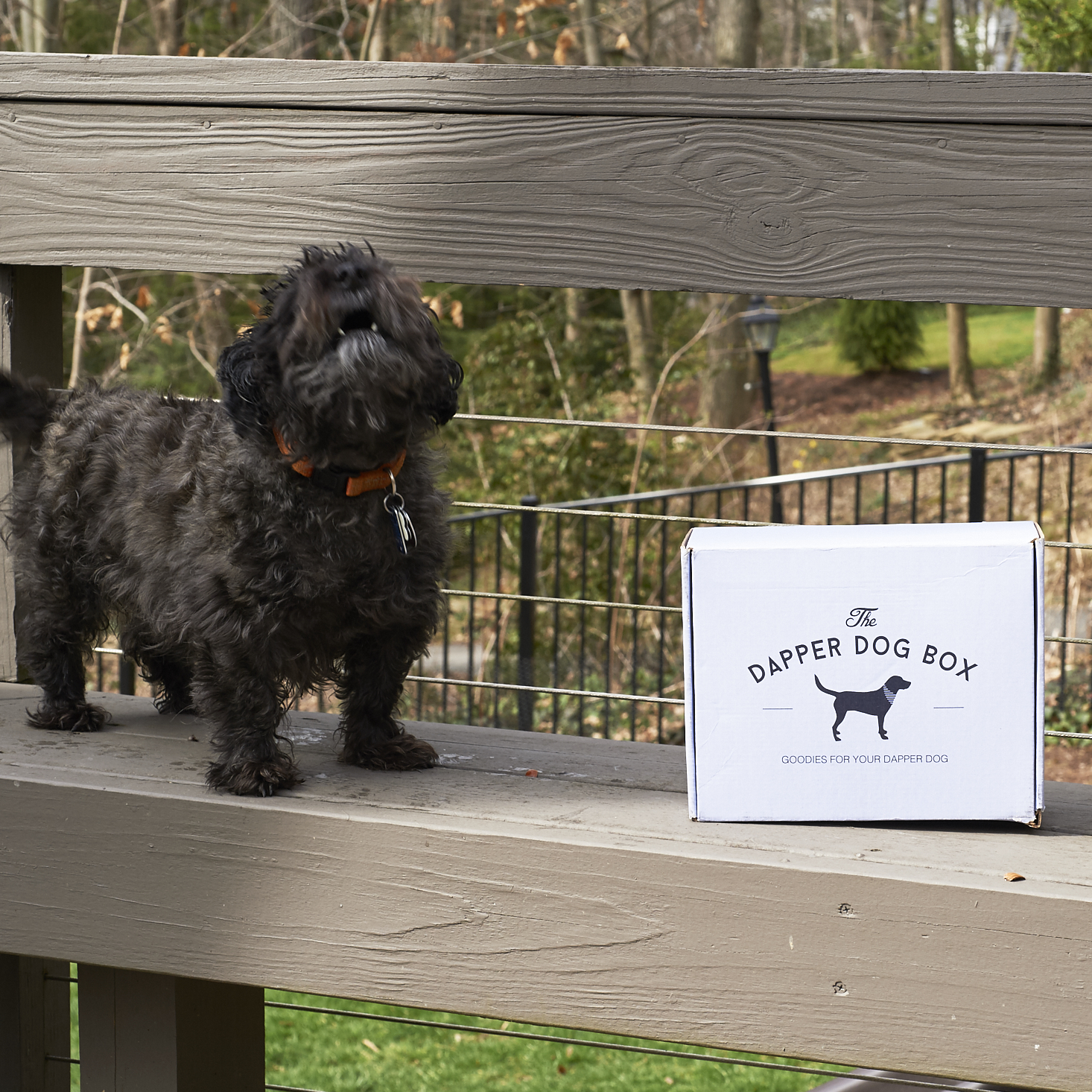 The-Dapper-Dog-March-2017-0029