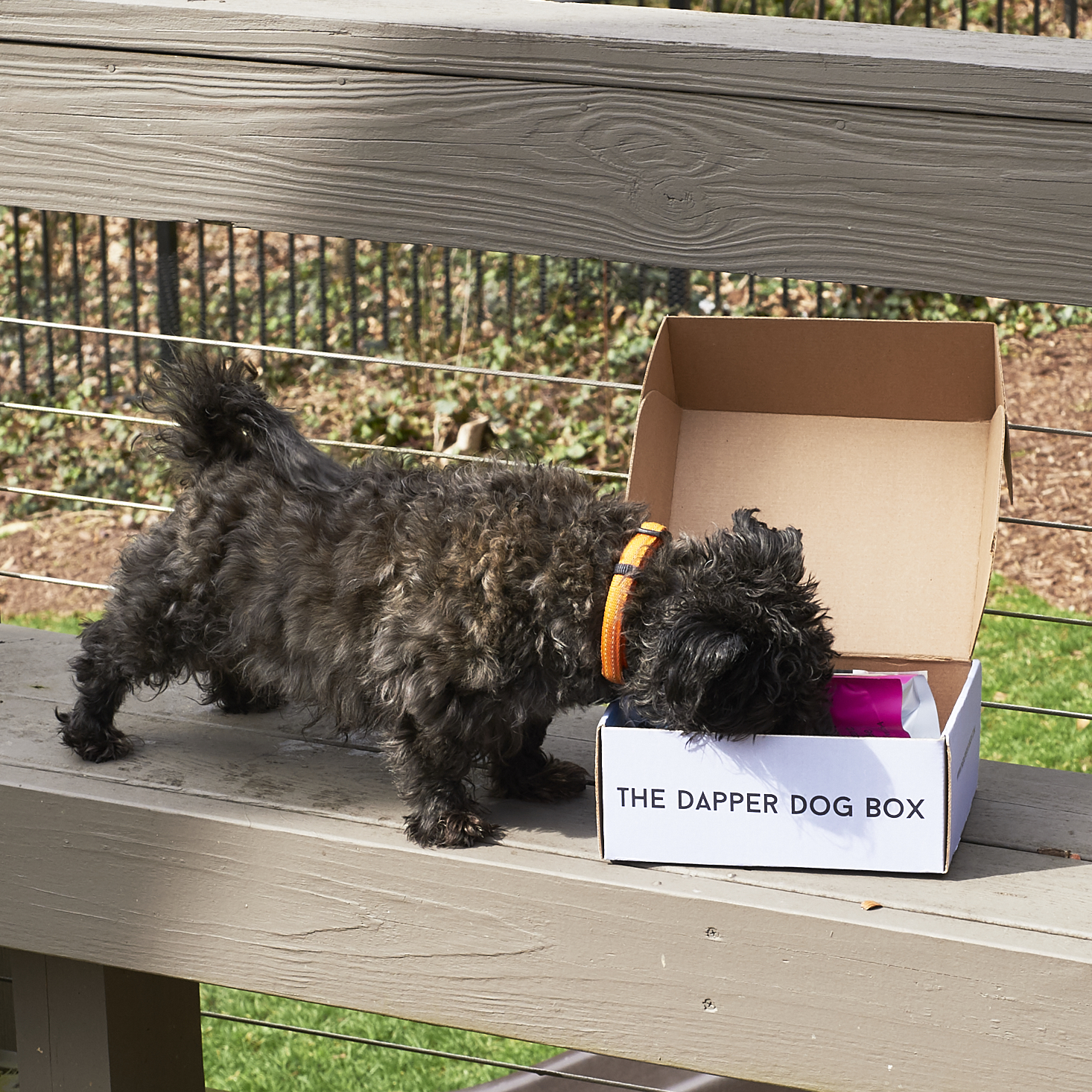 The-Dapper-Dog-March-2017-0030