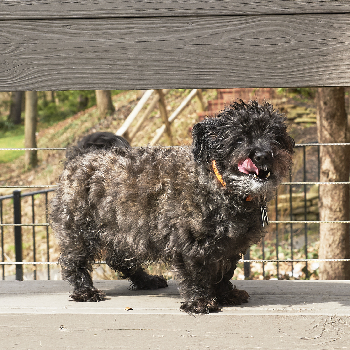 The-Dapper-Dog-March-2017-0034