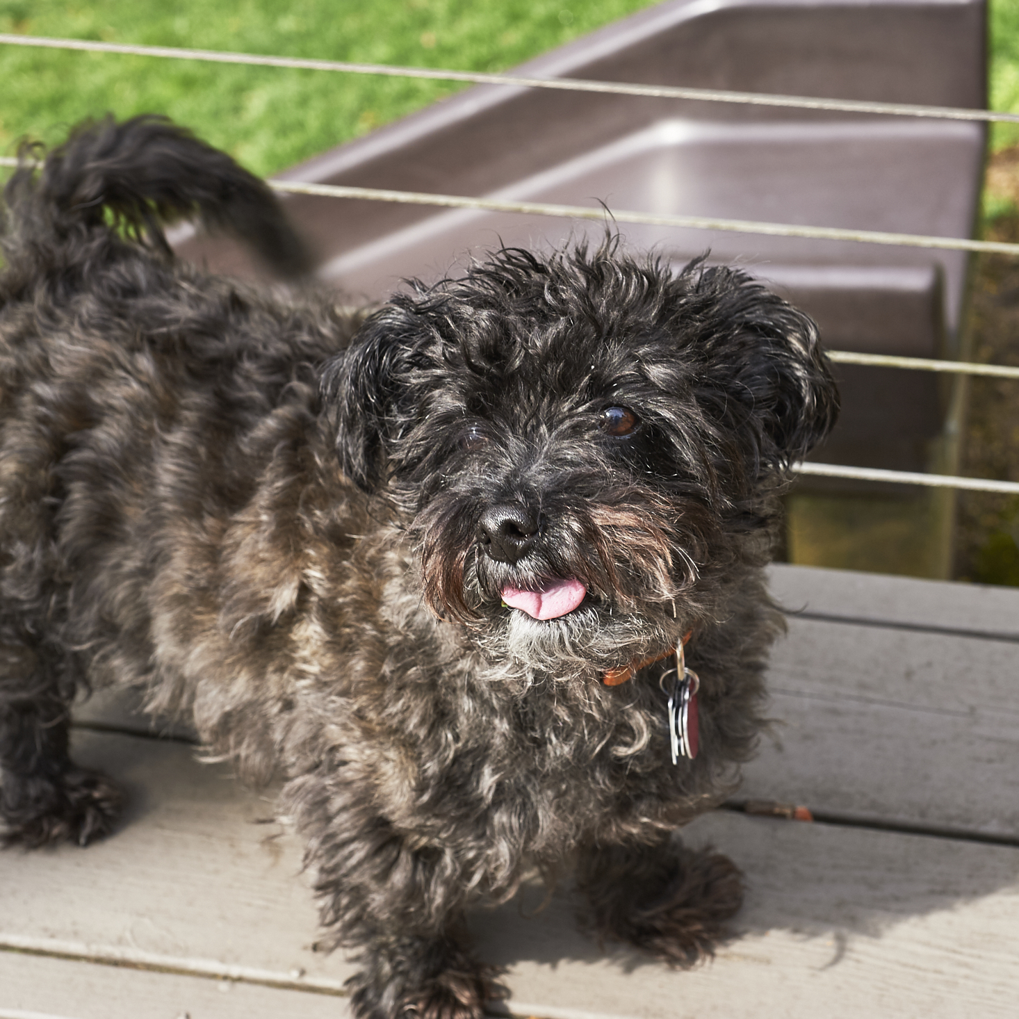 The-Dapper-Dog-March-2017-0037