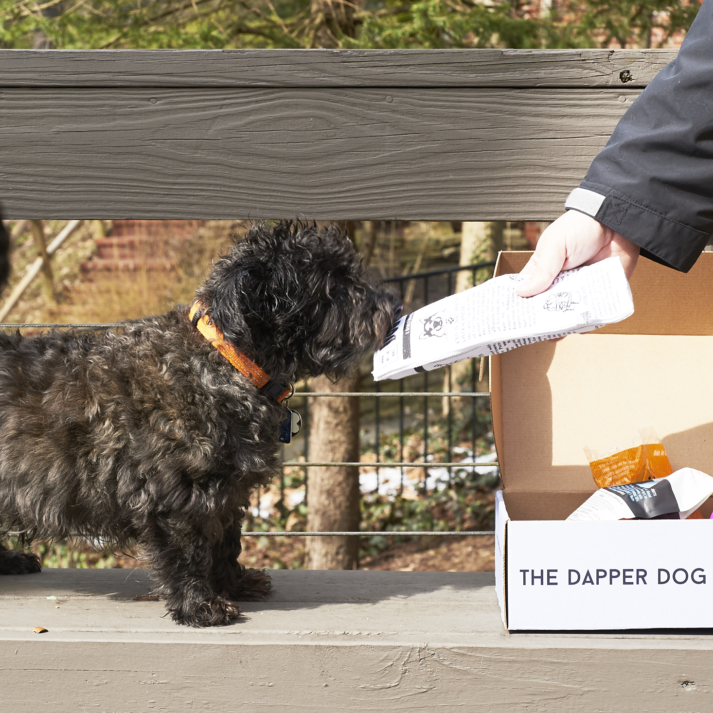 The-Dapper-Dog-March-2017-0038