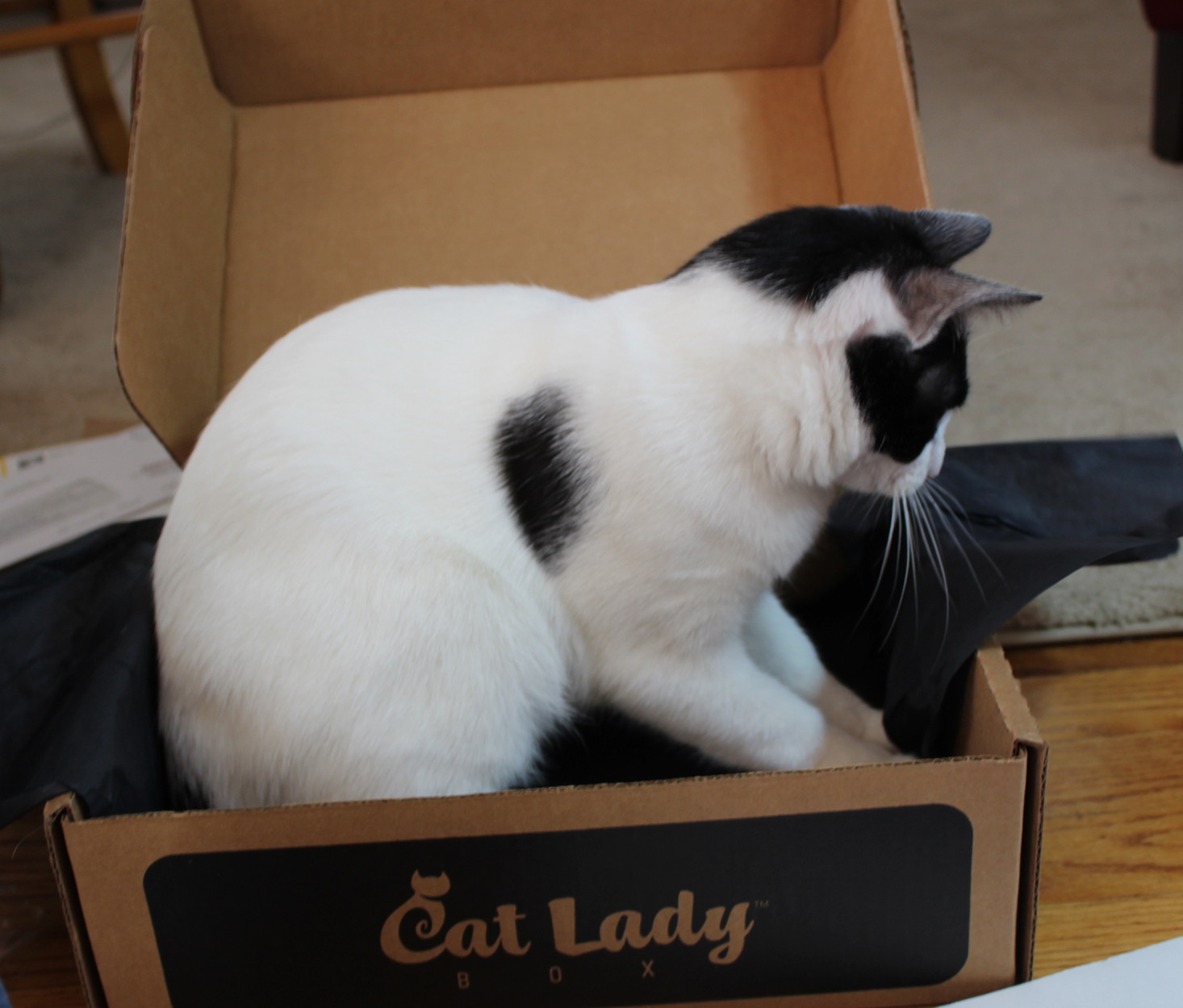 cat-lady-box-march-2017-angus2