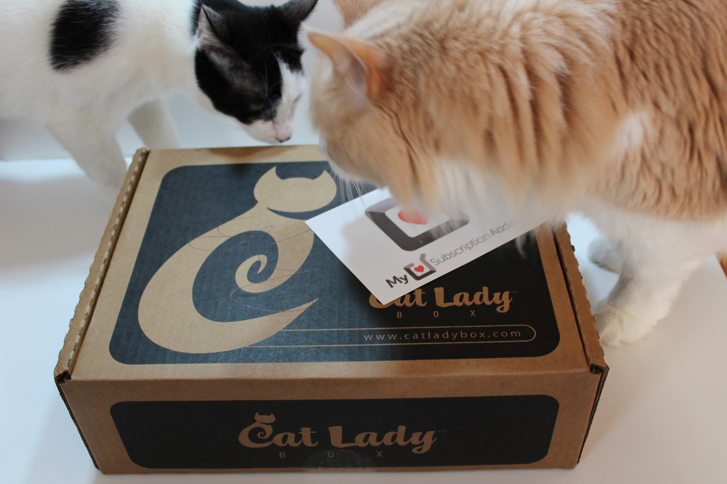 cat-lady-box-march-2017-helpers