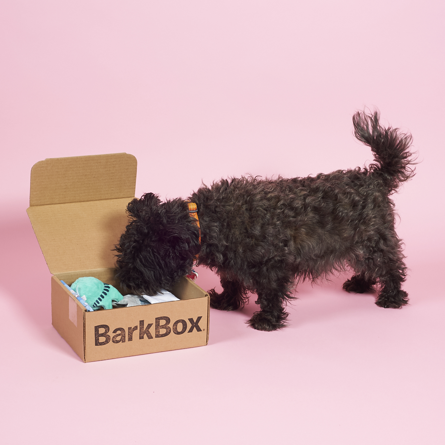 BarkBox Subscription Box Review + Coupon – April 2017