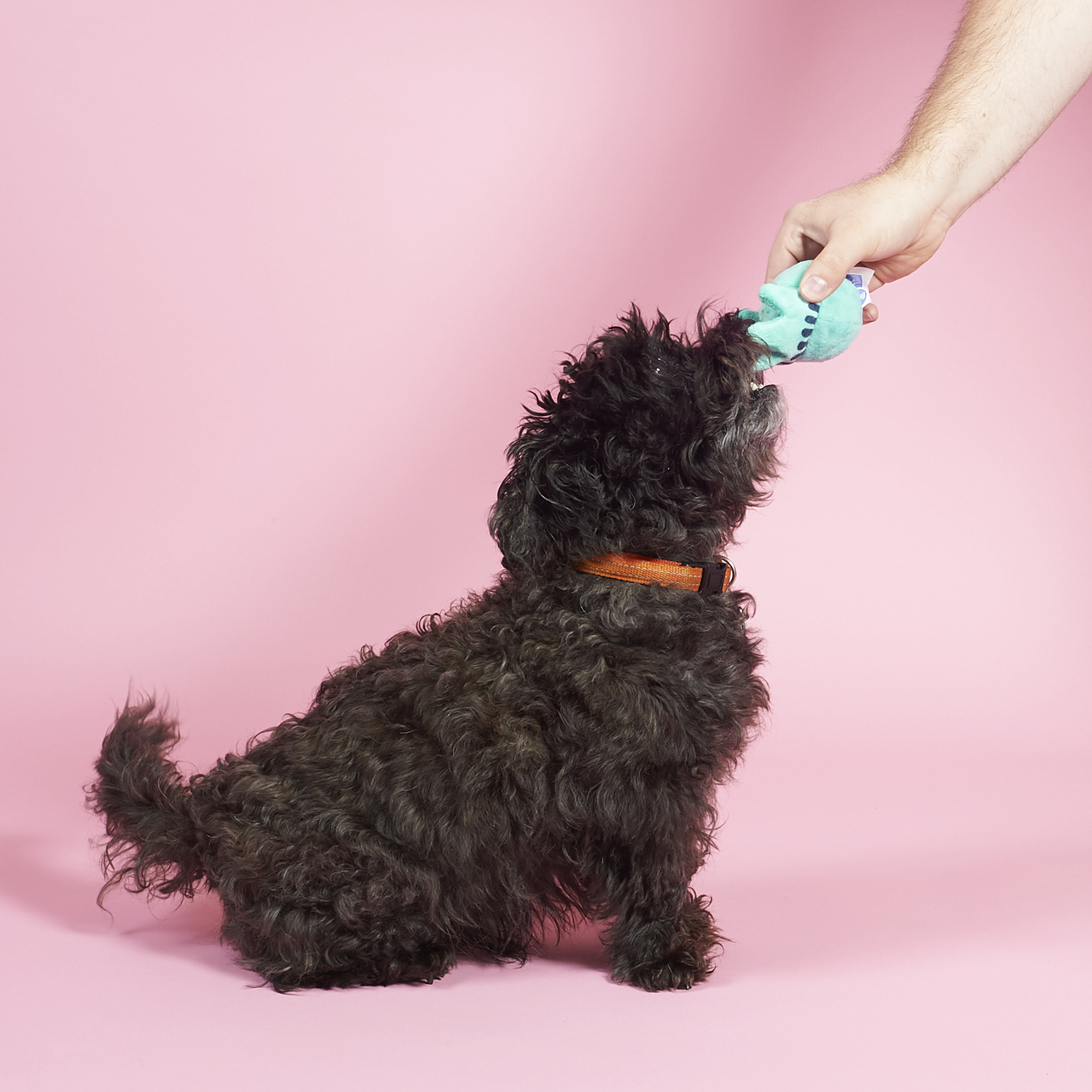 Barkbox-April-2017-0025