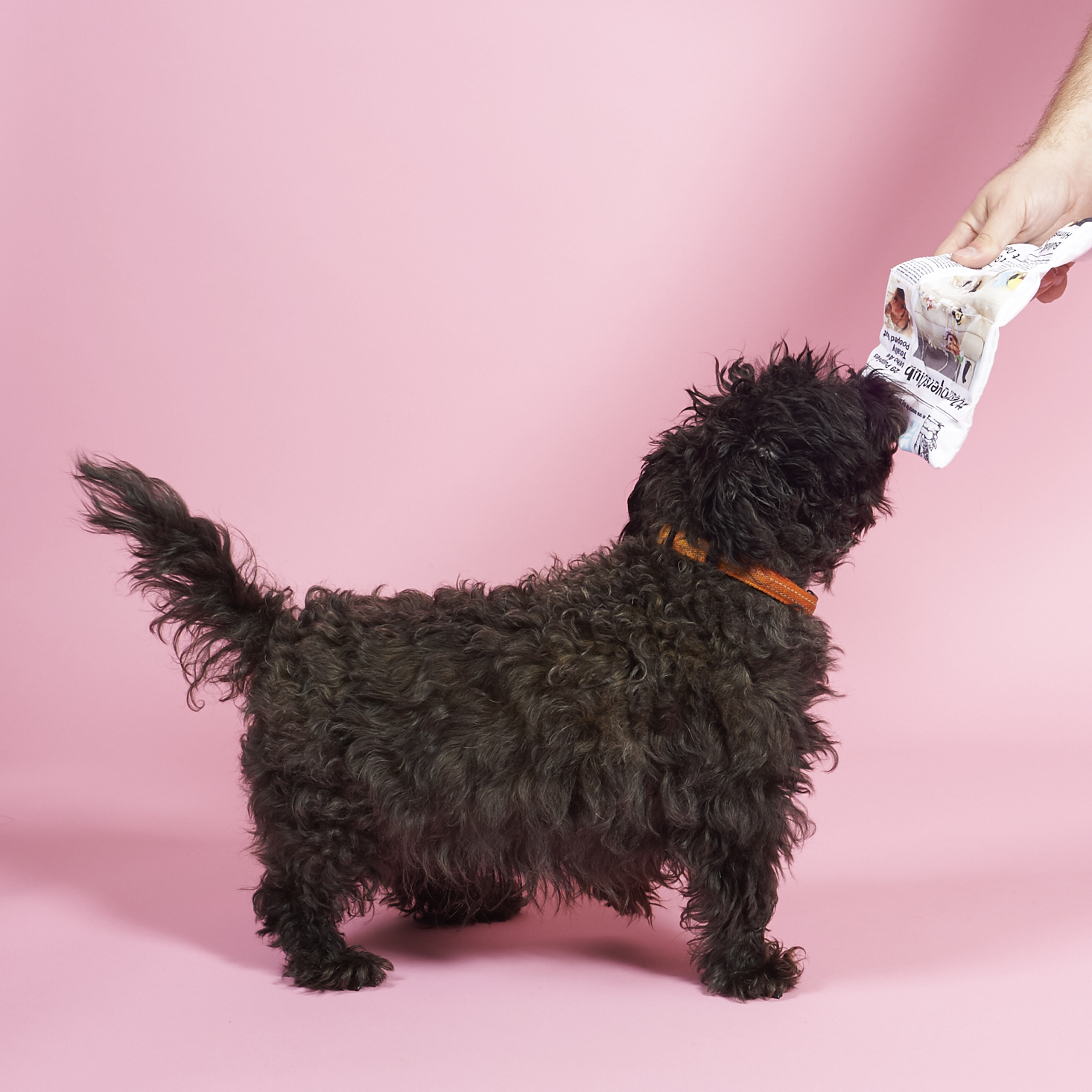 Barkbox-April-2017-0026